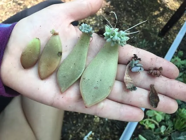 No need to sow seeds