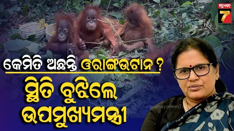 Orangutan smuggling case : ଓରାଙ୍ଗଉଟାନ କେମିତି ଅଛନ୍ତି,  ନନ୍ଦନକାନନ ଯାଇ ସ୍ଥିତି ଅନୁଧ୍ୟାନ କଲେ ଉପମୁଖ୍ୟମନ୍ତ୍ରୀ 
