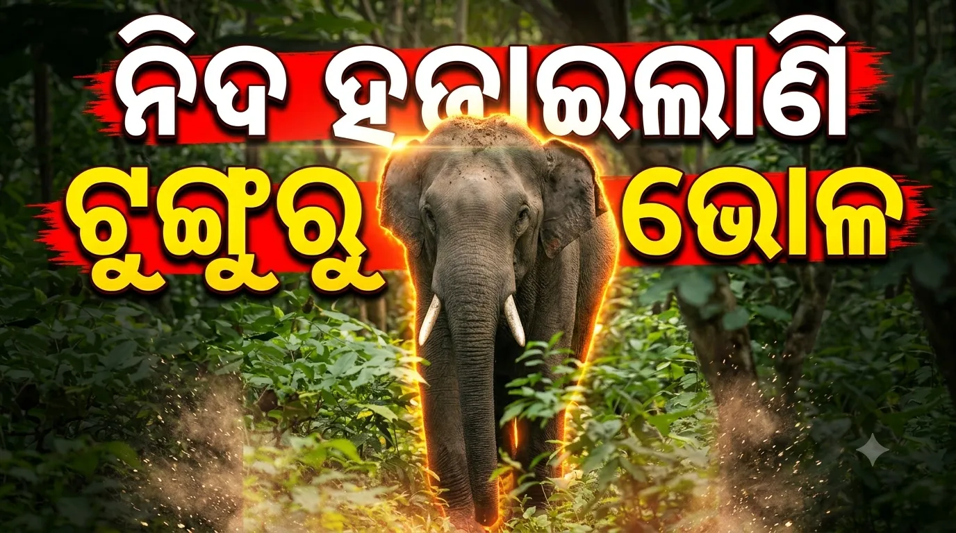 କଳିଙ୍ଗନଗରକୁ ଘାଣ୍ଟୁଛି ଟୁଙ୍ଗୁରୁ ଭୋଳ, ଡେରା ପକାଇଛି ବନ ବିଭାଗ 