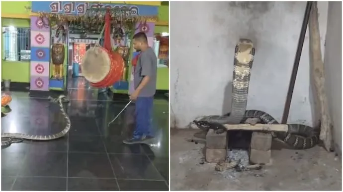 king cobra