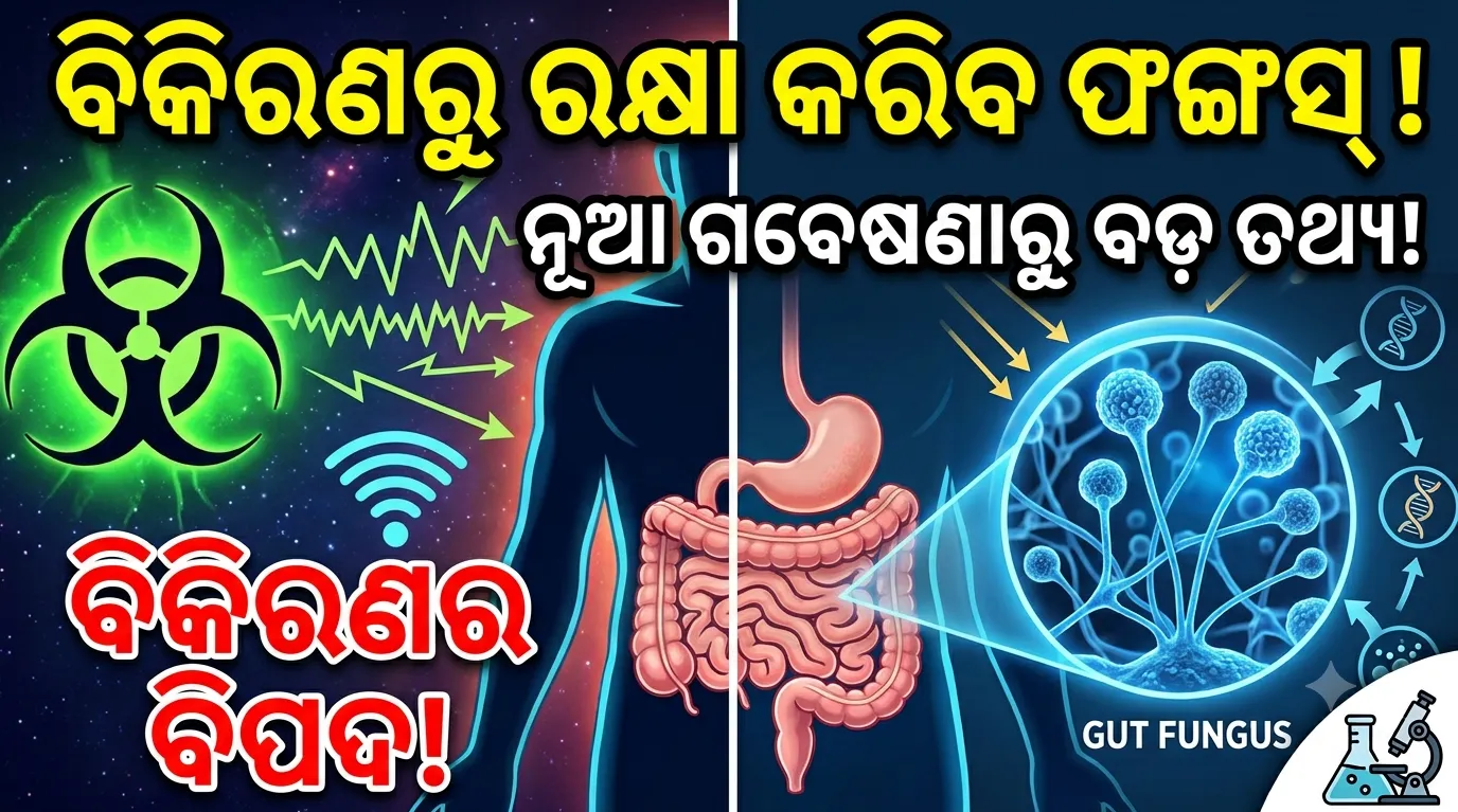 ମଣିଷ ଶରୀର ଭିତରେ ସୁରକ୍ଷା କବଚ, କ୍ଷତିକାରକ ବିକିରଣରୁ ବଞ୍ଚାଇବ ପେଟରେ ଥିବା ଫଙ୍ଗସ୍
