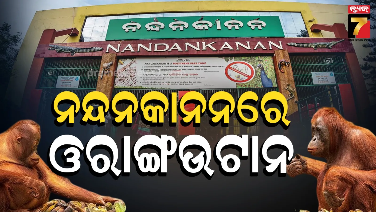 Orangutans : ନନ୍ଦନକାନନରେ ବିରଳ ଓରାଙ୍ଗଉଟାନ, ଓଡ଼ିଶାକୁ ଆସିଲେ କେମିତି ? 