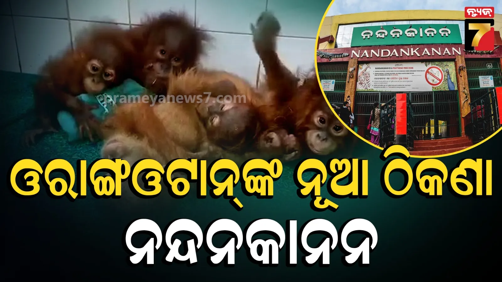 Orangutan Odisha: ଭୋଗରାଇରୁ ଉଦ୍ଧାର ୫ ଓରାଙ୍ଗଓଟାନଙ୍କୁ ମିଳିବ କି ନନ୍ଦନକାନନରେ ସ୍ଥାନ ? ସେଣ୍ଟ୍ରାଲ୍ ଜୁ’ ଅଥରିଟିକୁ ଅନୁମତି ମାଗିଲା ରାଜ୍ୟ