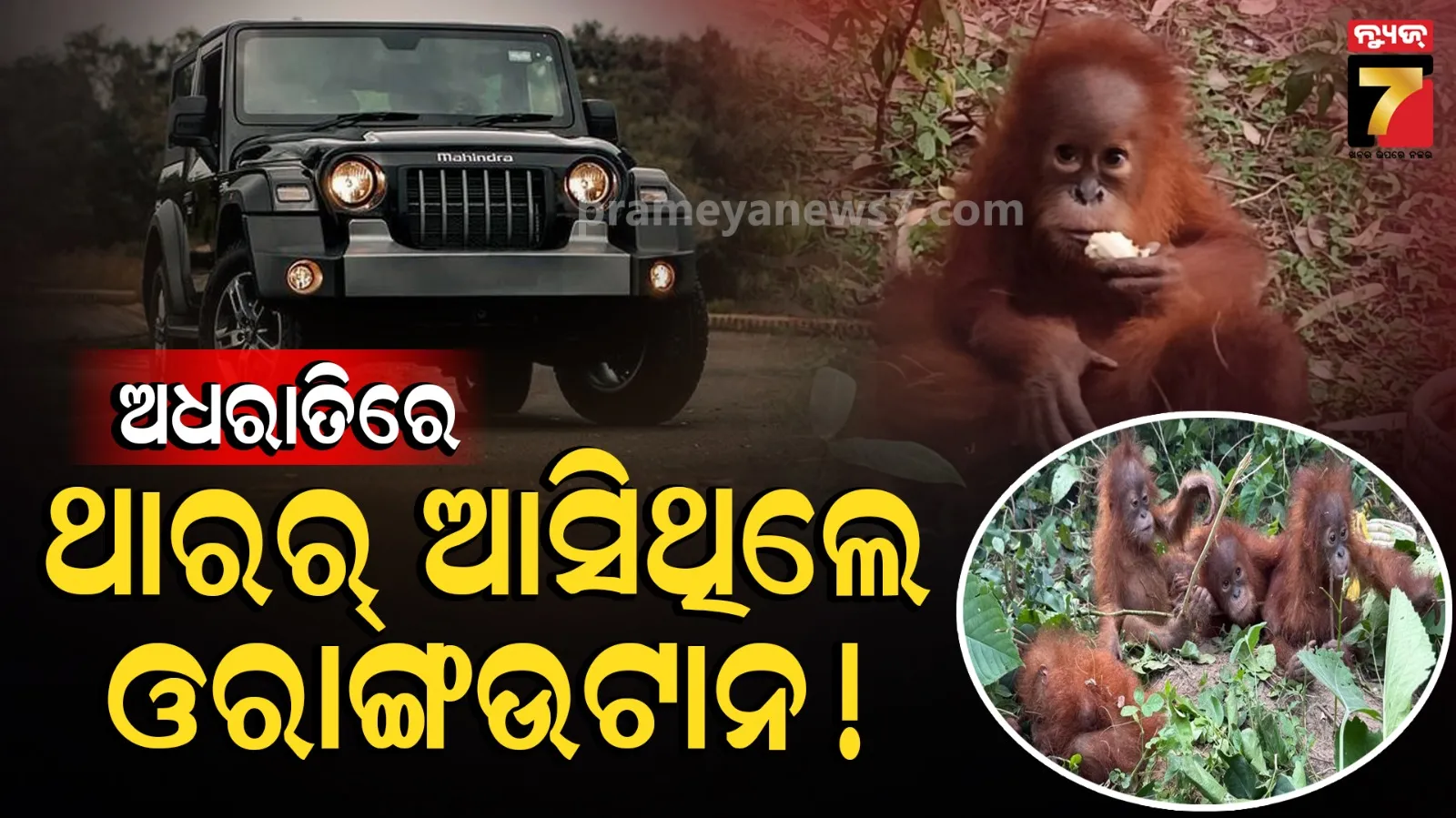 Black Thar CCTV Footage: ଅଧରାତିରେ ଜଙ୍ଗଲକୁ ଆସିଥିଲା ଥାର୍, ତା ଭିତରେ ଥିଲେ କି ଓରାଙ୍ଗଉଟାନ୍ ? 